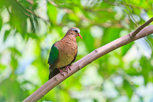 istock Bird Emerald Dove chalcophaps indica Thailand 453588151