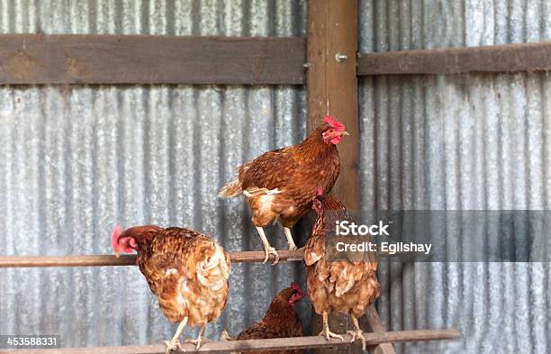 Chickens On Perch In Hen House Stock Photo - Download Image Now - Chicken - Bird, Perching, Chicken Coop