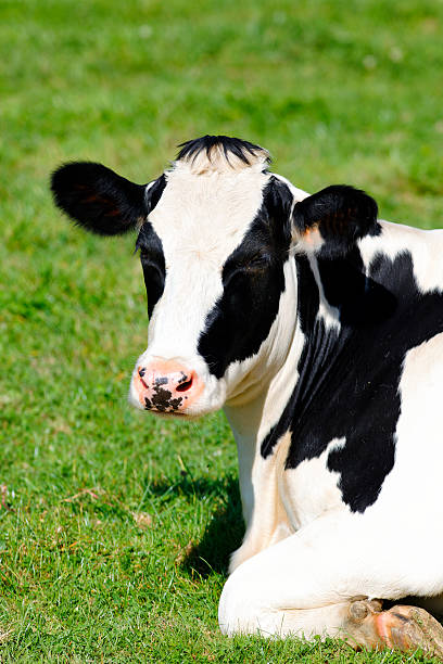 istock Black and white cow lying down on green grass 453588591