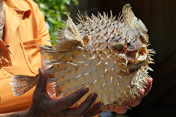 venenosos de opúncia porcupinefish balão peixe ou fonte de fugu - porcupinefish imagens e fotografias de stock