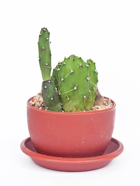 istock Houseplant on a white background 453588871