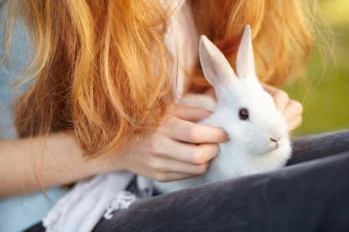 Cropped view of a young girl with a white rabbit on her lap