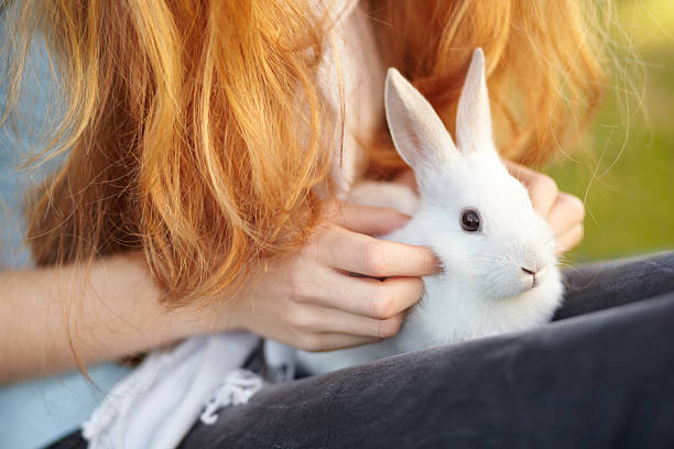 She has a soft touch Cropped view of a young girl with a white rabbit on her lap little redhead girl stock pictures, royalty-free photos & images