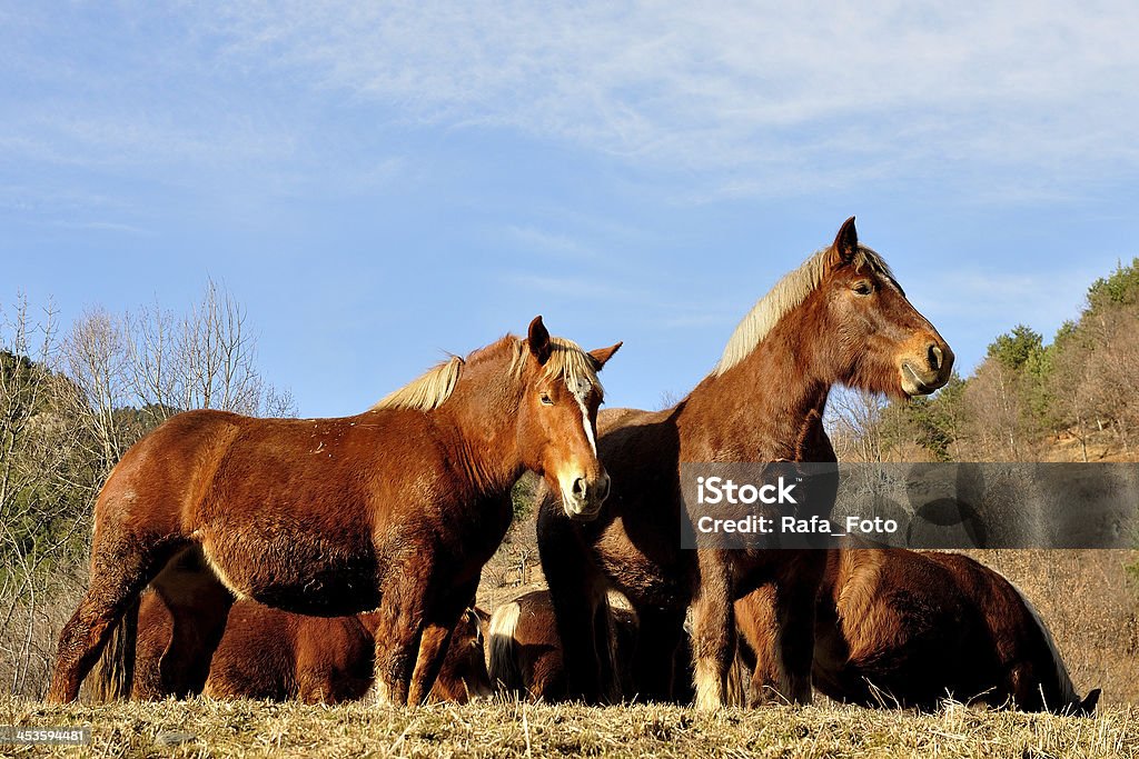 manada de caballos-manada de caballos - Foto de stock de Aire libre libre de derechos