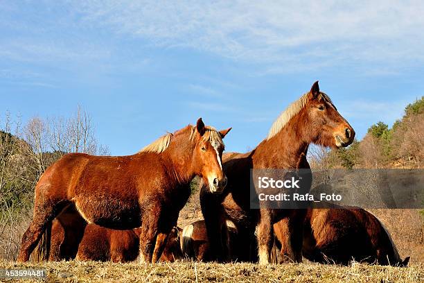 Photo libre de droit de Troupeau De Chevauxmanada De Caballos banque d'images et plus d'images libres de droit de Animaux de compagnie - Animaux de compagnie, Bétail, Cheval