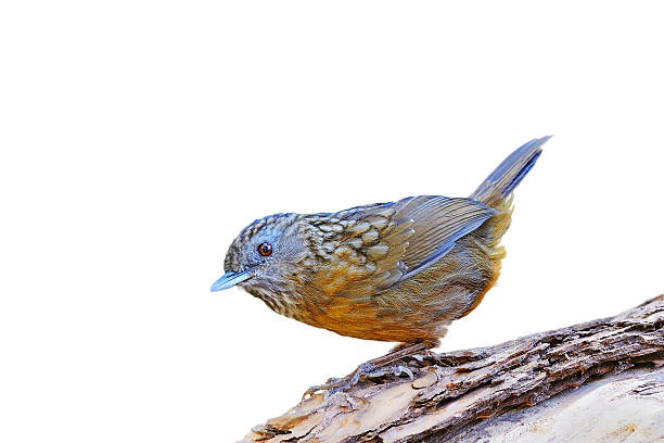 istock Streaked Wren Babbler 453595127