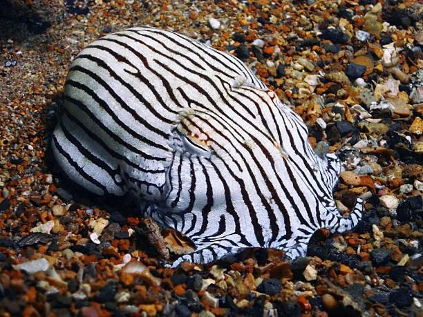 Striped Pajama Squid stock photo