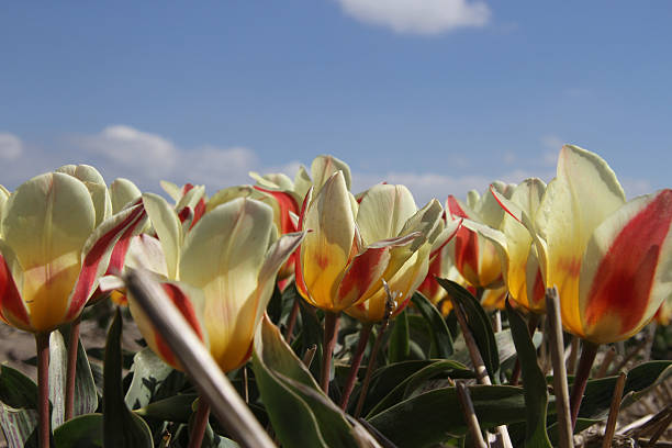Dutch tulips stock photo