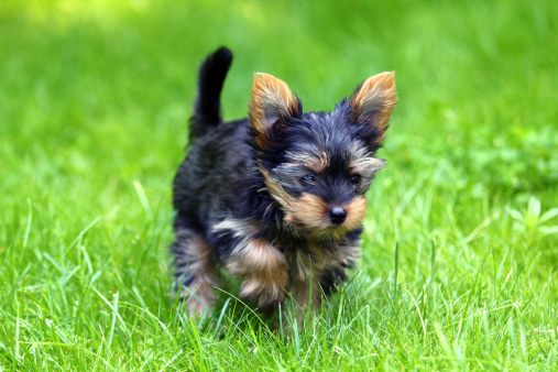 Beautiful Young Yorkshire Terrier is having fun