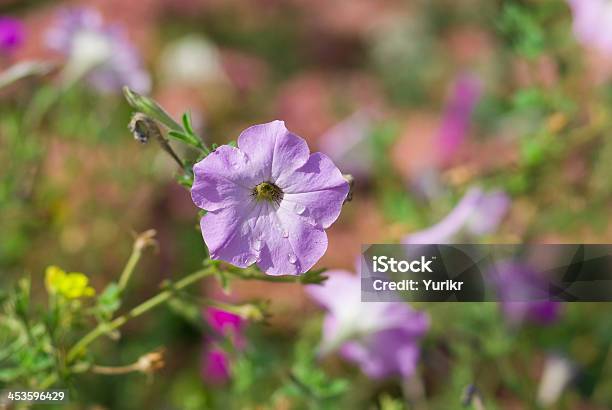 Porträt Der Petunie Blume Stockfoto und mehr Bilder von Bildhintergrund - Bildhintergrund, Blume, Blumenbeet