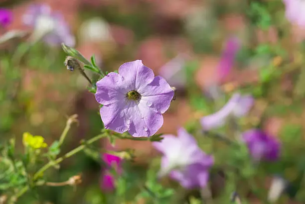 Photo of Portrait of petunia flower.