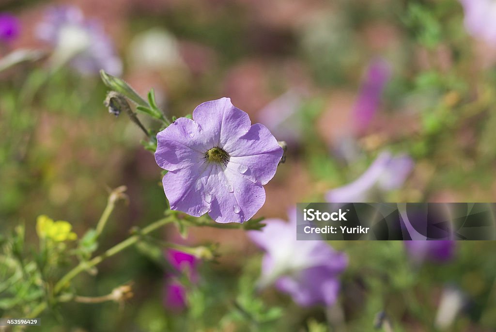 Retrato de Petúnia flor. - Foto de stock de Adulação royalty-free