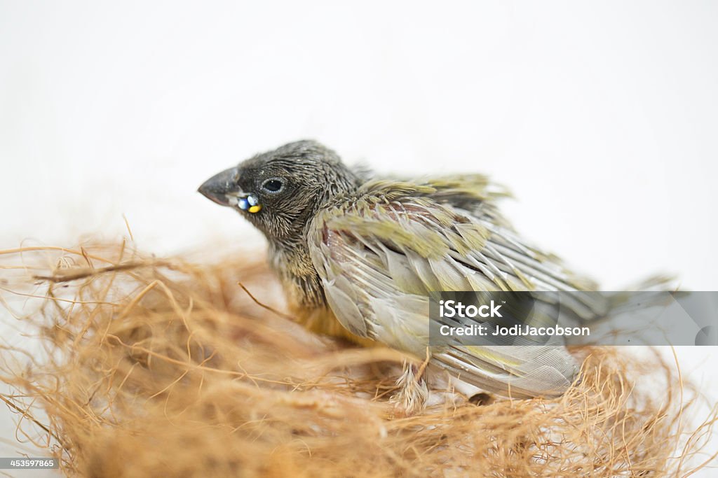 Chloebia gouldiae Ninhada de ovíparos em ninhos material - Royalty-free Animal Foto de stock