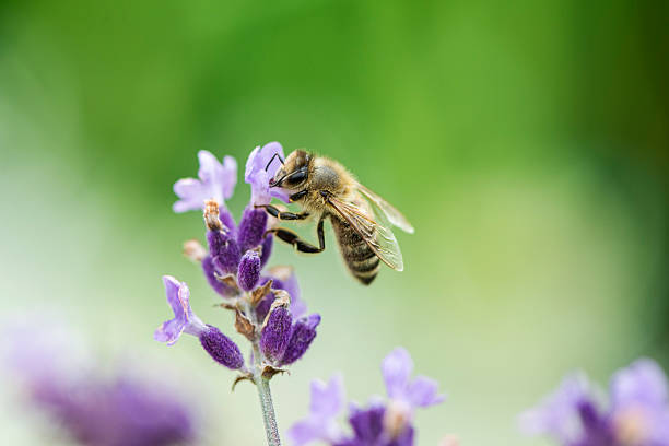 honeybee con tappo lavanda - ape domestica foto e immagini stock
