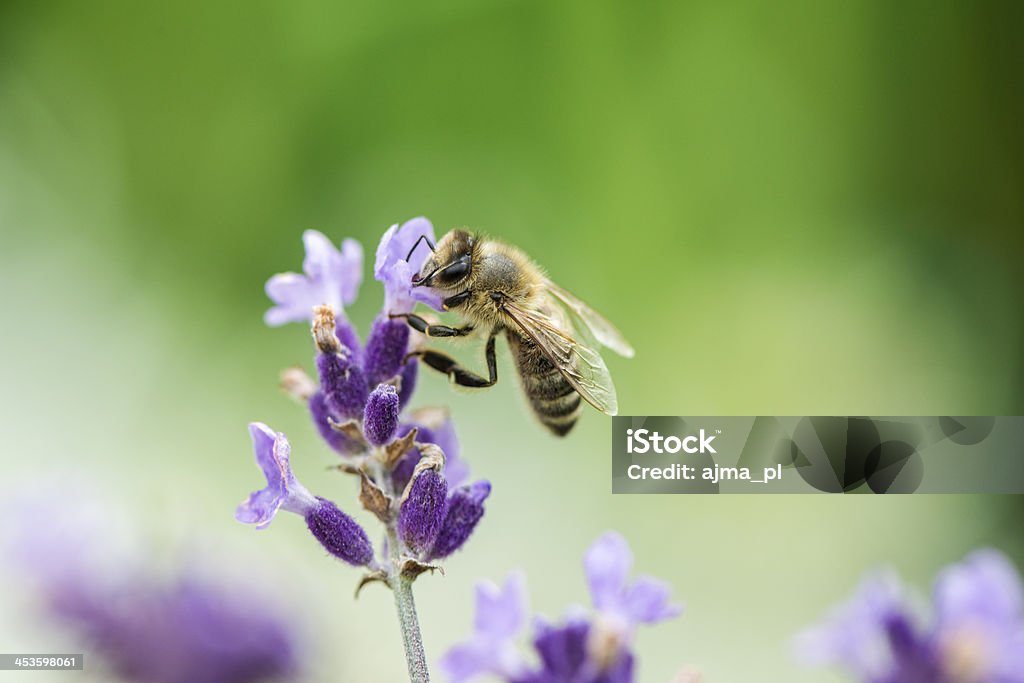 Honeybee on Lavender Bee Stock Photo