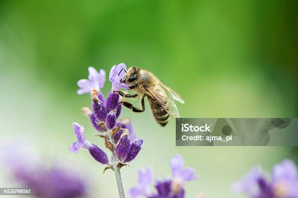 Honeybee On Lavender Stock Photo - Download Image Now - Bee, Honey Bee, Lavender - Plant