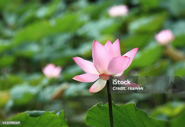 Rosa Lotusblume Stockfoto und mehr Bilder von Blatt - Pflanzenbestandteile - Blatt - Pflanzenbestandteile, Blume, Blütenblatt