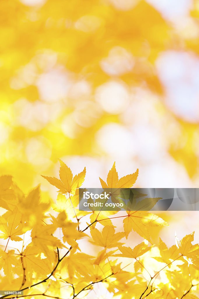 Foglie d'autunno con luce solare - Foto stock royalty-free di Acero giapponese