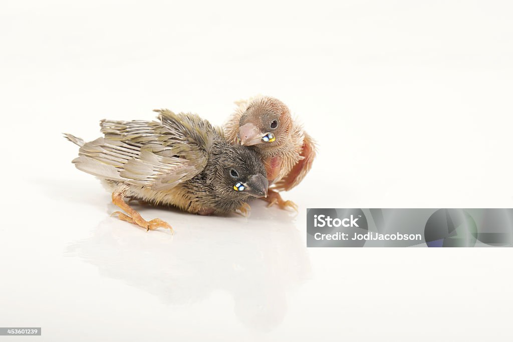 Diamante di Gould chicks impostato su sfondo bianco - Foto stock royalty-free di Ala di animale