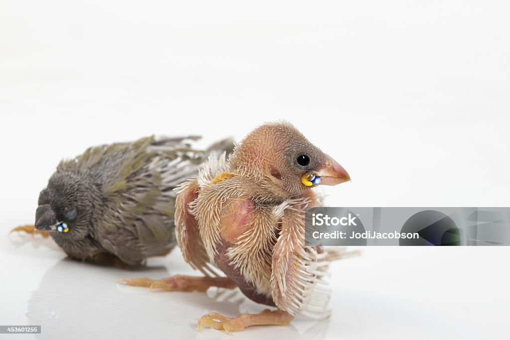 Diamante di Gould hatchlings - Foto stock royalty-free di Ala di animale