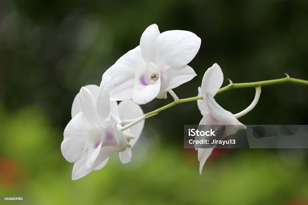 Orquídea blanca - Foto de stock de Botánica libre de derechos