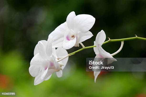 Orquídea Blanca Foto de stock y más banco de imágenes de Botánica - Botánica, Cabeza de flor, Decoración - Objeto