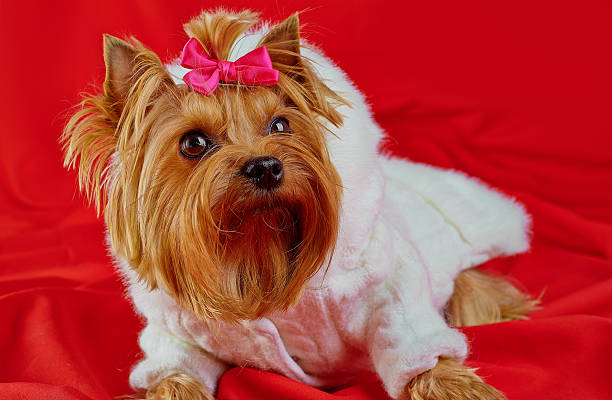istock Yorkshire Terrier little cute dog 453604151