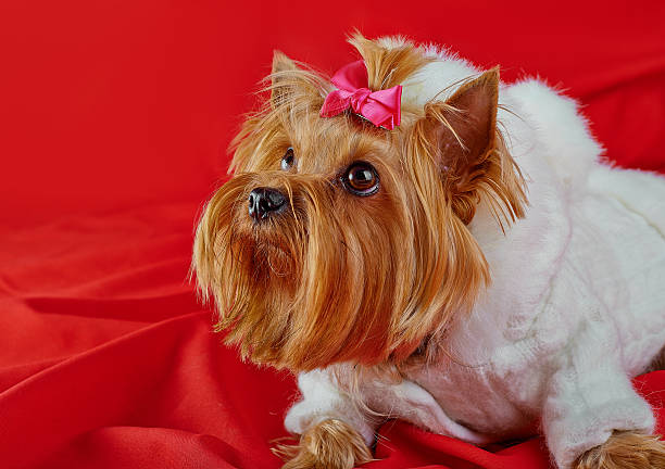 istock Yorkshire Terrier little cute dog 453604409
