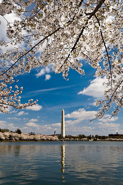 istock View of Washington Monument with blossom cherries 453604437