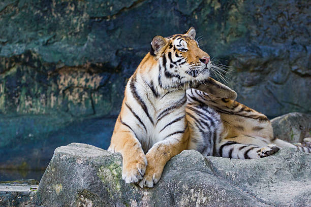 istock red adult tiger has rest in zoo. 453605155