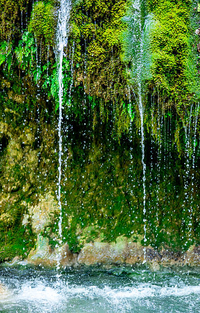 モス水雨滴 - rainforest fern beauty running ストックフォトと画像
