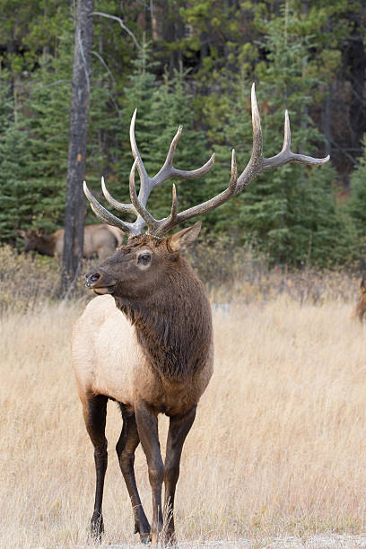 istock North American Bull Elk 453605531