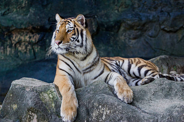 istock red adult tiger has rest in zoo. 453605563