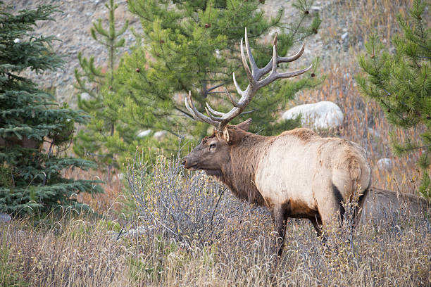 istock North American Bull Elk 453605611
