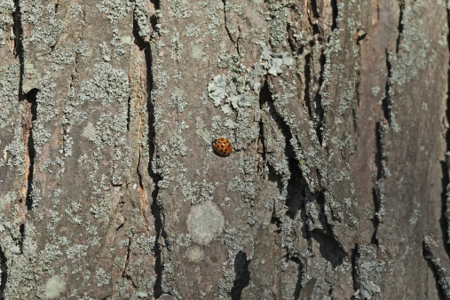 A Ladybug on a Shagbark Hickory tree with Unperforated Ruffle Lichens (Parmotrema submarginale) on the bark, in central Indiana in November.  This Ladybug is known as: Multicolored Asian Lady Beetle; Harlequin Ladybird; Halloween Lady Beetle; The Many-Named Ladybird; Multivariate Ladybird; Southern Ladybird; Japanese Ladybird; Pumpkin Ladybird (Harmonia axyridis).  The name Halloween Lady Beetle comes from the insect invading homes in October to overwinter.