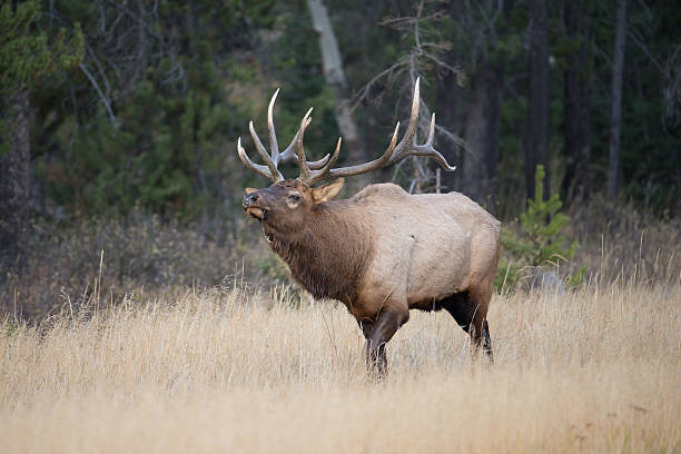 istock North American Bull Elk 453605619