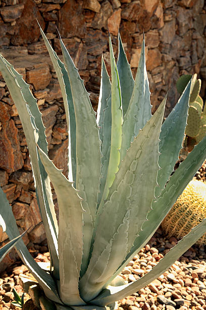 istock Graceful Cactus In The Garden 453606343