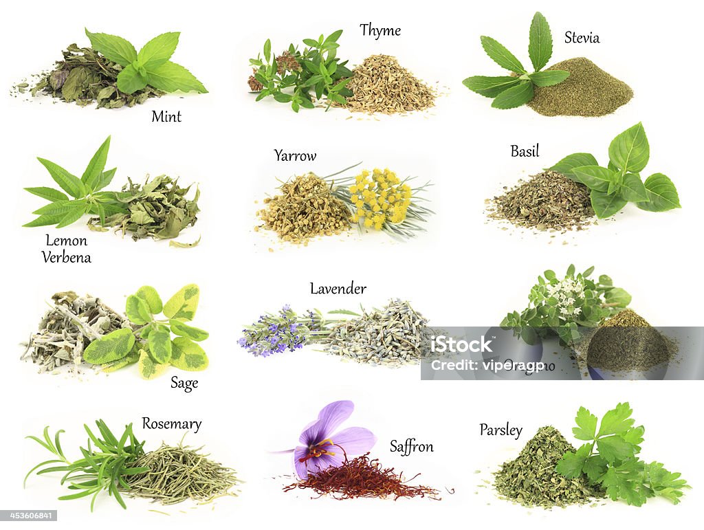 Collection of fresh and dry aromatic herbs Basil Stock Photo