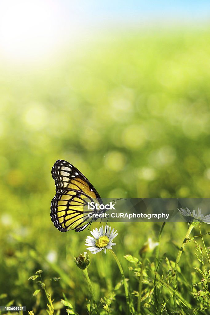 Butterfly Beautiful butterfly perched on white daisy with green grass nature background Butterfly - Insect Stock Photo