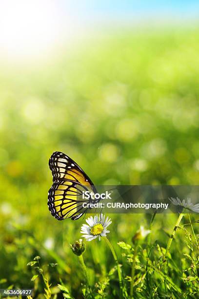 Butterfly Stock Photo - Download Image Now - Butterfly - Insect, Abstract, Backgrounds