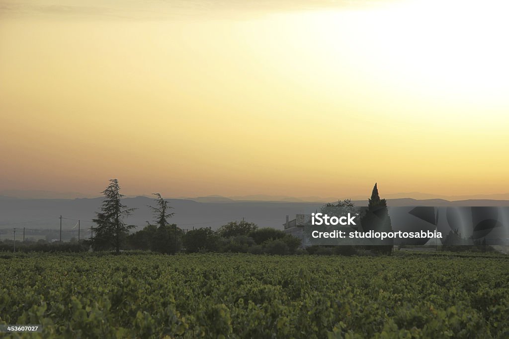 Sunset over a vineyard Sunset over a vineyard in the Provence Agriculture Stock Photo