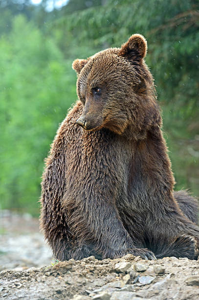 istock Brown bears in the Carpathians. 453607711