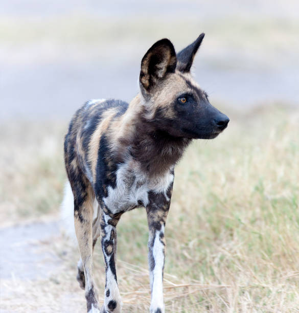 istock African Wild Dog Hunting 453607759