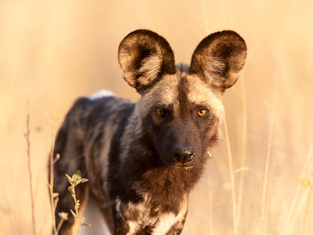 perro salvaje africano retrato - perro salvaje fotografías e imágenes de stock