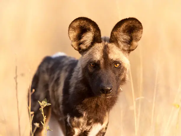 Photo of African Wild Dog Portrait