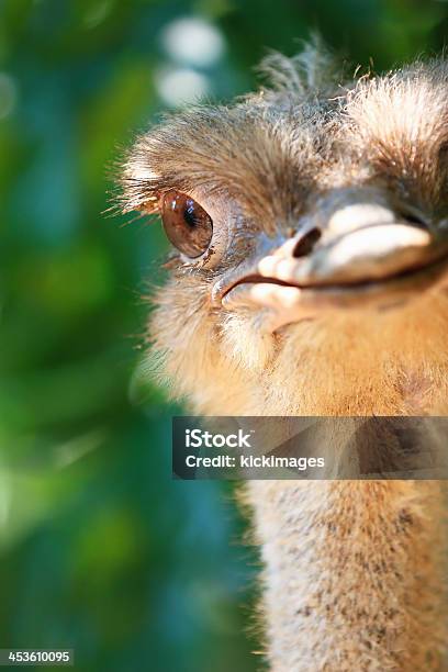 Strusie - zdjęcia stockowe i więcej obrazów Struś - Struś, Fajny, Bliskie zbliżenie