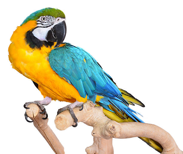 istock Majestic Female Macaw 453610153