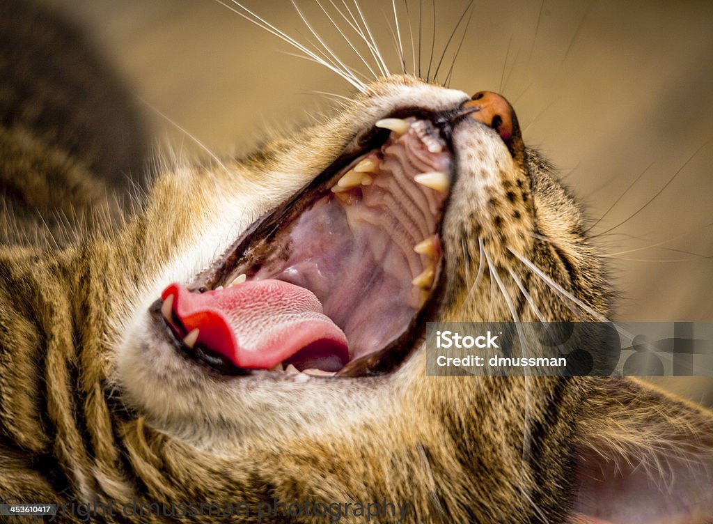 Yawning tabby cat A tabby cat in mid yawn Animal Stock Photo
