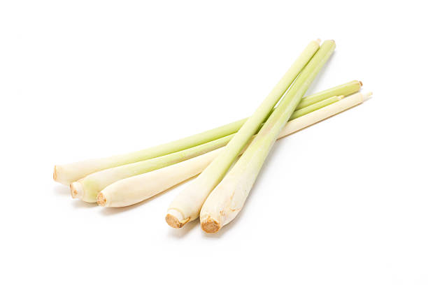 istock Bundle of lemongrass isolated on white background. 453611093