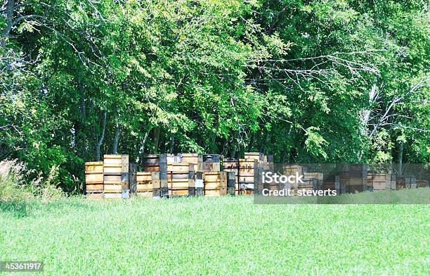 Hölzerne Hives Stockfoto und mehr Bilder von Agrarbetrieb - Agrarbetrieb, Baum, Biene